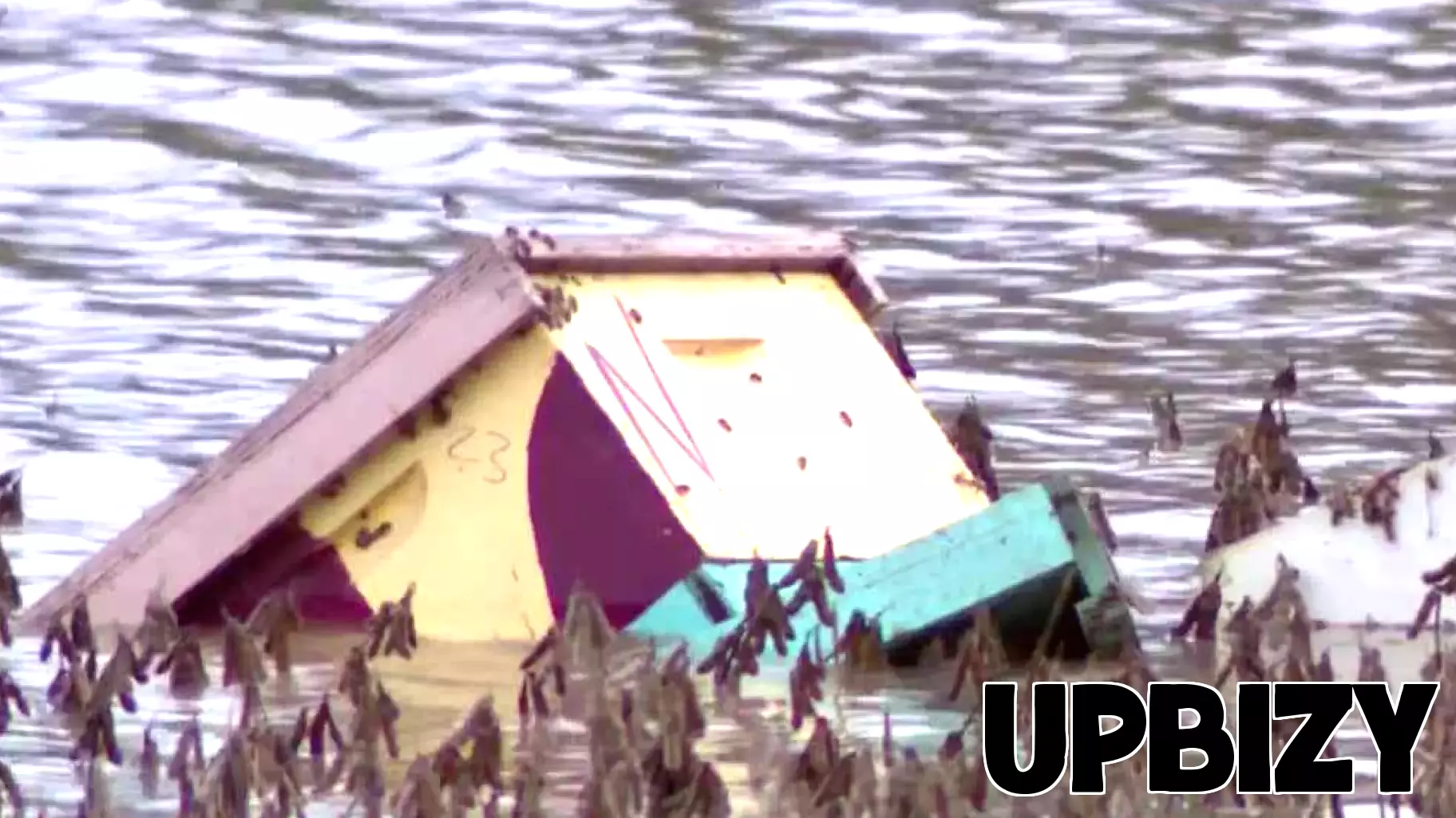 Beekeeper Loses Dozens of Hives as Floodwaters Sweep Through Bellevue Site
