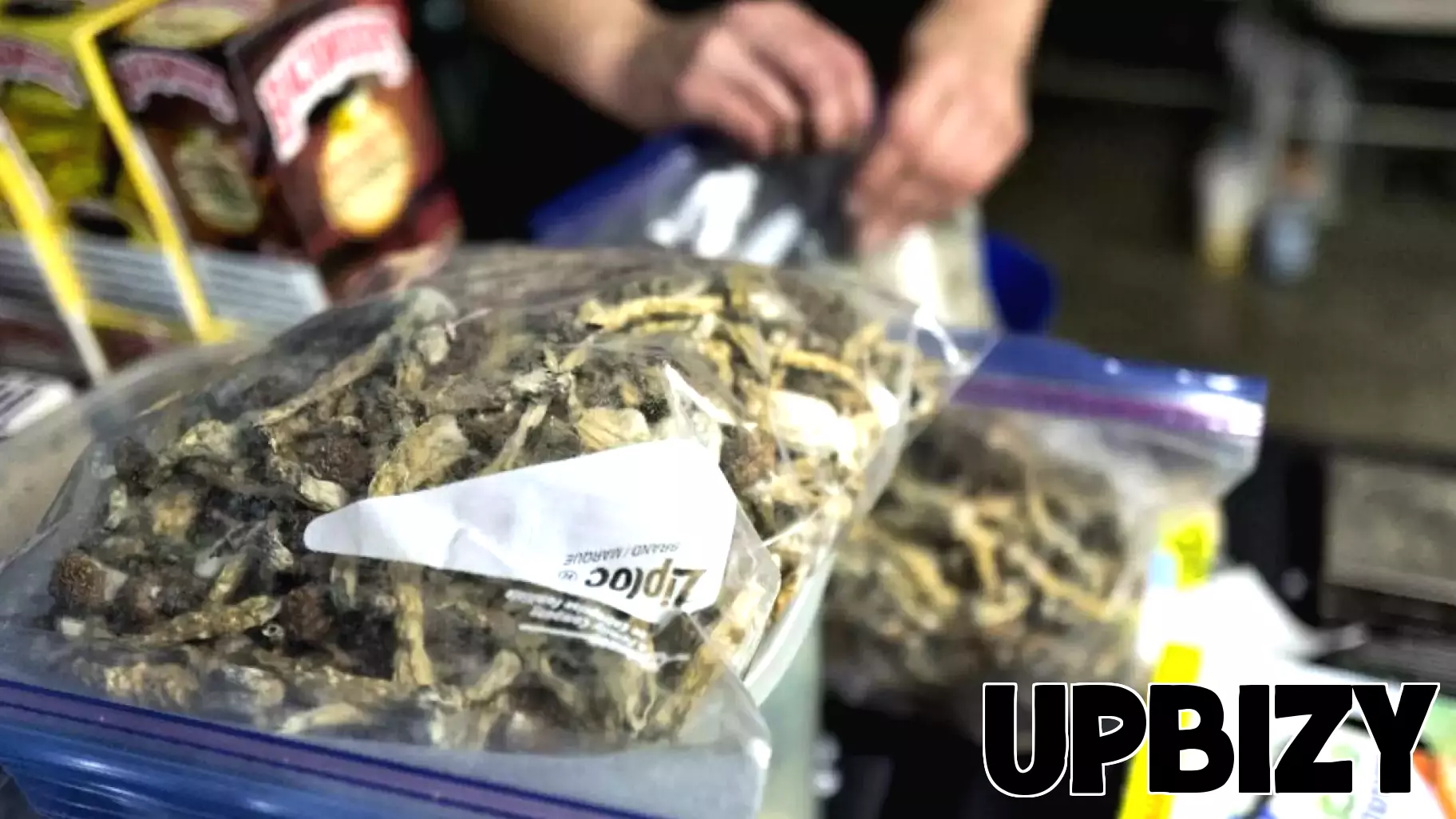 Church in Big Bear Allegedly Serves as Base for Illegal Psychedelic Mushroom Operation