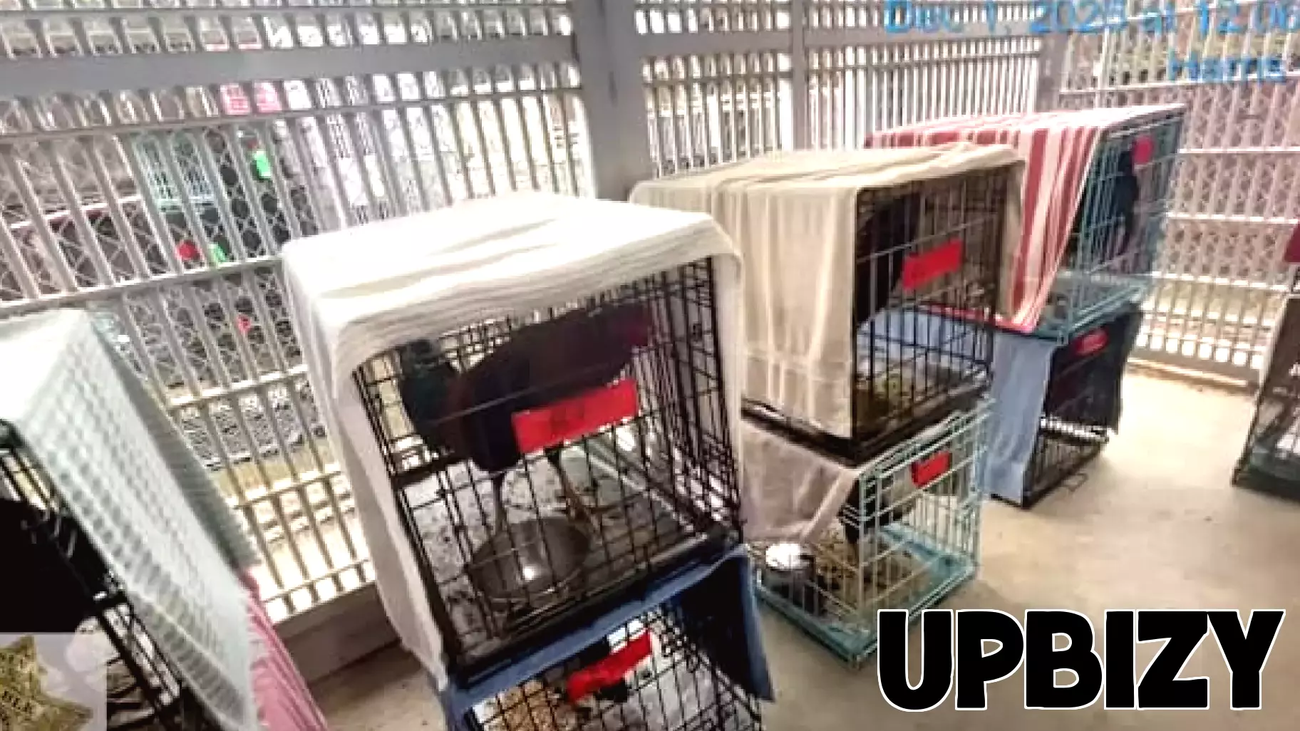 Houston Woman Faces Charges in Rooster-Fighting Operation