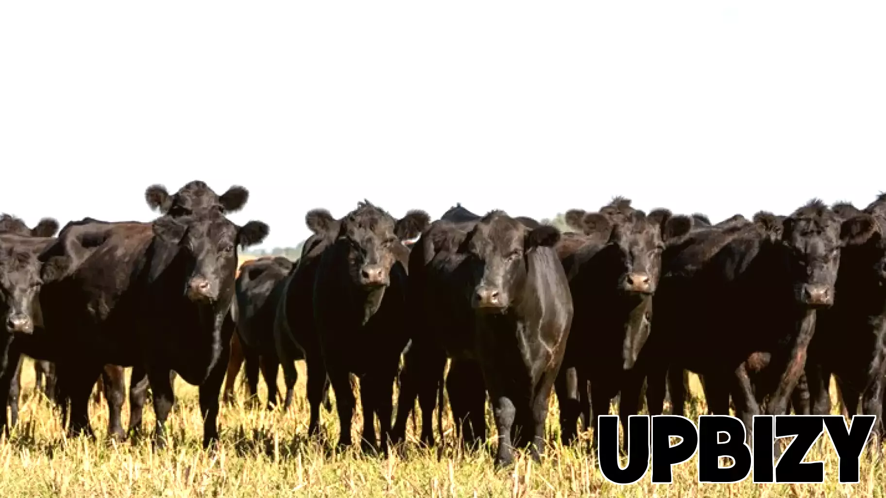 They ran a Fort Worth cattle business. It was a $220 million fraud operation, prosecutors say