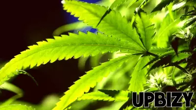 Minnesota Set to Hold Cannabis License Lotteries This Spring