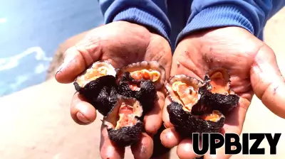 The Perilous Pursuit of Peru's Barquillo Mollusk