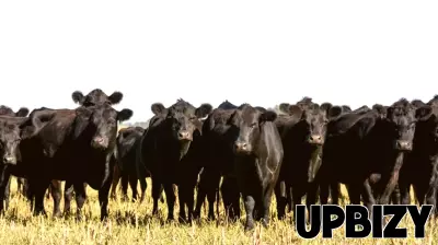 They ran a Fort Worth cattle business. It was a $220 million fraud operation, prosecutors say